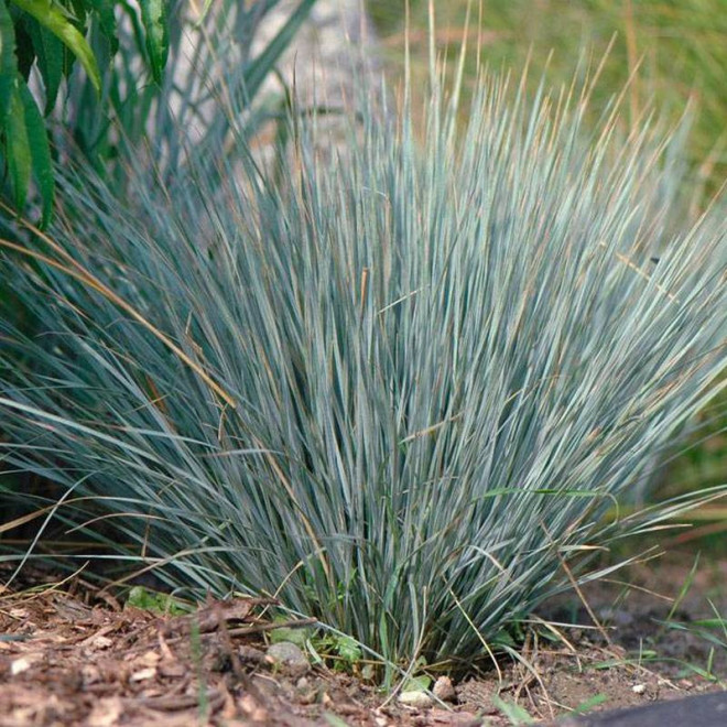 Owsiczka wieczniezielona Helictotrichon sempervirens