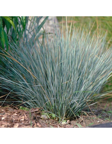 Owsiczka wieczniezielona Helictotrichon sempervirens