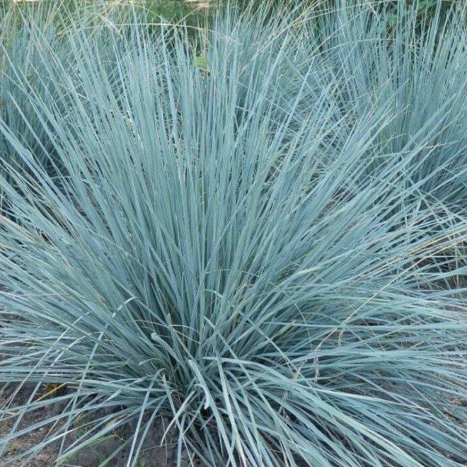 Helictotrichon sempervirens Owsiczka wieczniezielona