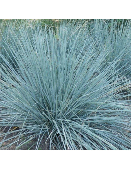 Helictotrichon sempervirens Owsiczka wieczniezielona