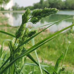 Dactylis glomerata Kupkówka pospolita