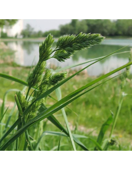 Dactylis glomerata Kupkówka pospolita