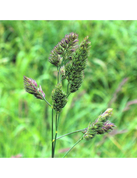 Kupkówka pospolita Dactylis glomerata