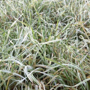 Variegata Dactylis glomerata Kupkówka pospolita