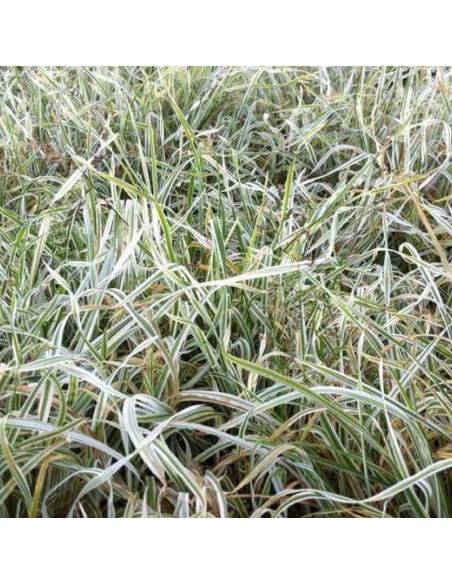 Variegata Dactylis glomerata Kupkówka pospolita