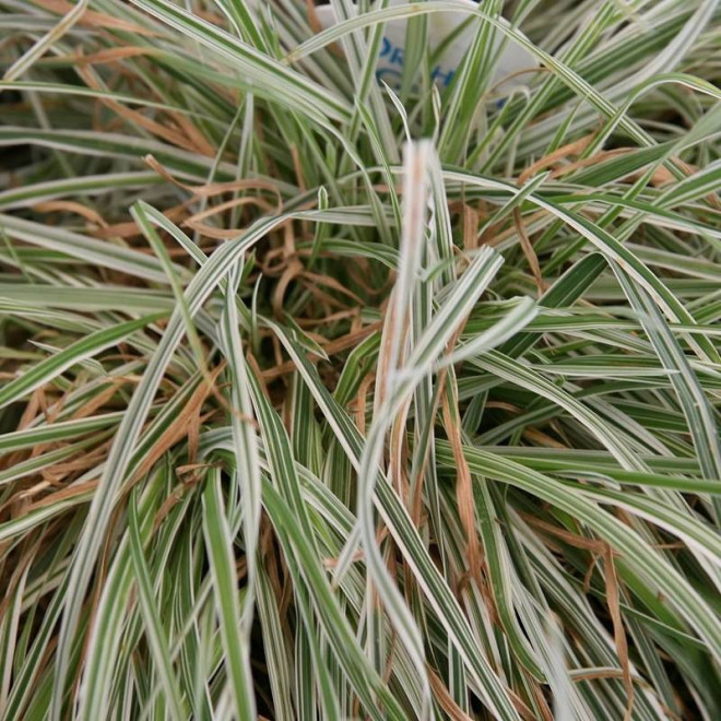 Kupkówka pospolita Variegata Dactylis glomerata