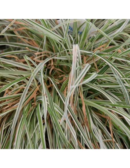 Kupkówka pospolita Variegata Dactylis glomerata