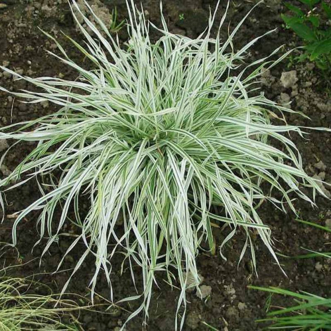 Kupkówka pospolita Dactylis glomerata Variegata