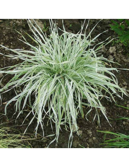 Kupkówka pospolita Dactylis glomerata Variegata