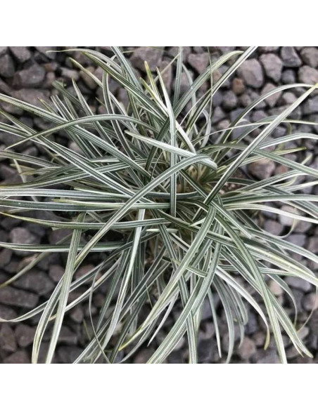 White Fog Holcus mollis Kłosówka miekka