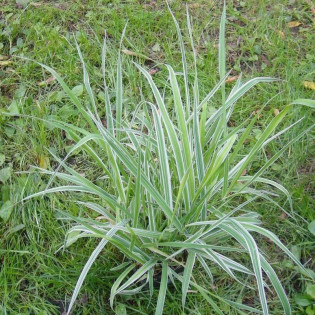 White Fog Holcus mollis Kłosówka miekka 2