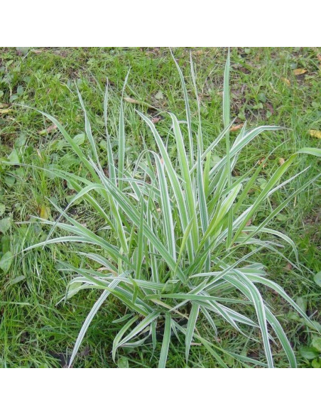 Kłosówka miekka White Fog Holcus mollis