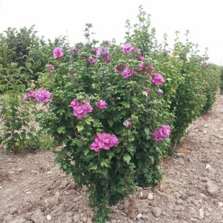 Ketmia syryjska Duc de Brabant Hibiscus syriacus 2