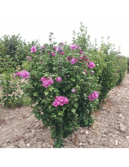Hibiscus syriacus Ketmia syryjska Duc de Brabant