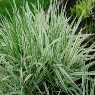 Jackdawn's Cream Holcus mollis Kłosówka miękka