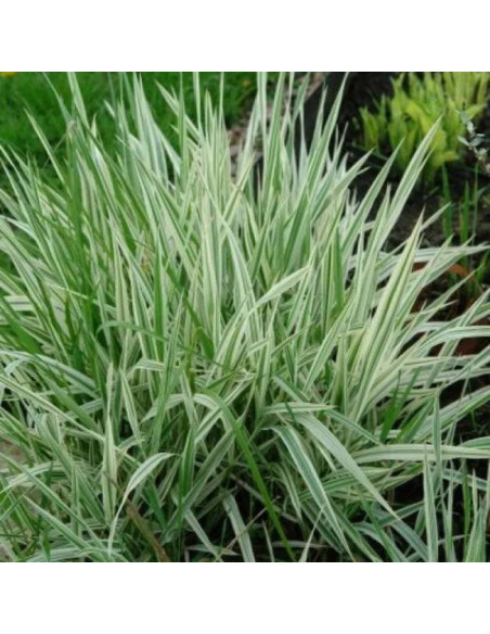 Jackdawn's Cream Holcus mollis Kłosówka miękka