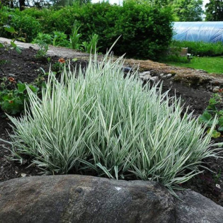 Albovariegatus Holcus mollis Kłosówka miękka