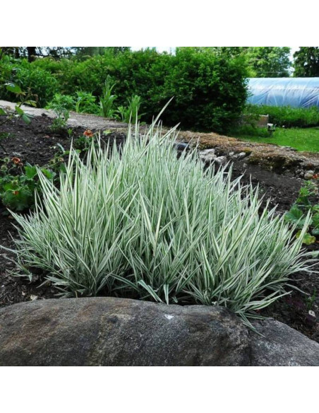 Albovariegatus Holcus mollis Kłosówka miękka