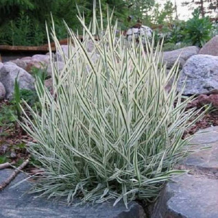 Albovariegatus Holcus mollis Kłosówka miękka 2