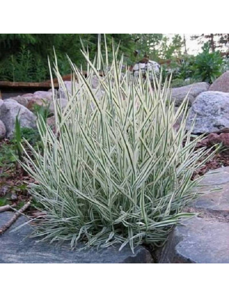 Kłosówka miękka Albovariegatus Holcus mollis