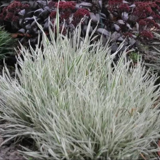 Holcus mollis Kłosówka miękka