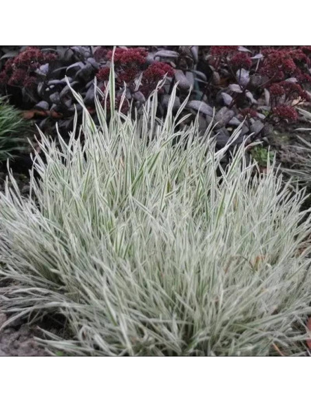 Holcus mollis Kłosówka miękka