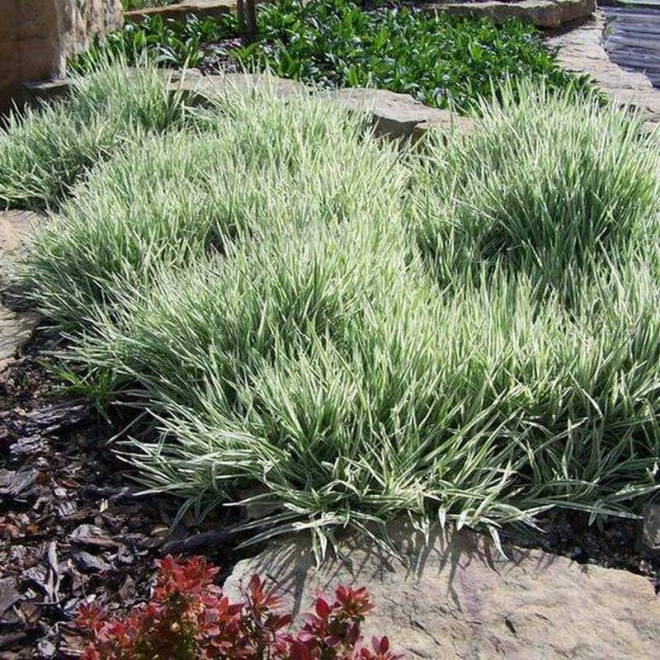 Kłosówka miękka Holcus mollis