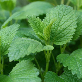 Melisa lekarska Lemon Balm Melissa officinalis