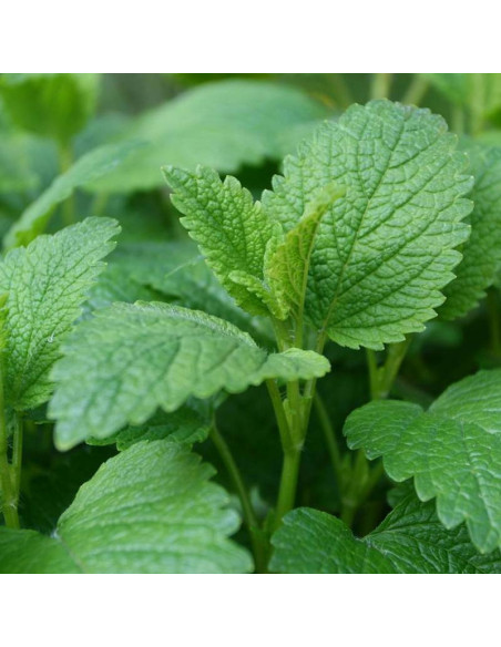 Melisa lekarska Lemon Balm Melissa officinalis
