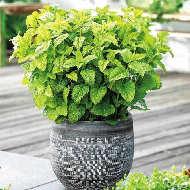 Lemon Balm Melissa officinalis Melisa lekarska