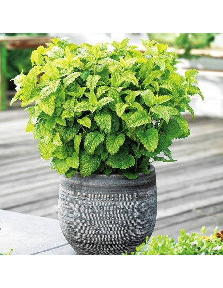 Lemon Balm Melissa officinalis Melisa lekarska