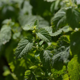 Melisa lekarska Melissa officinalis