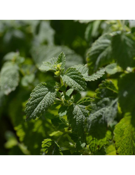 Melisa lekarska Melissa officinalis