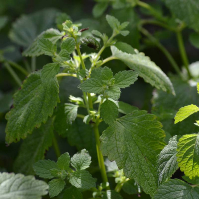 Melissa officinalis Melisa lekarska