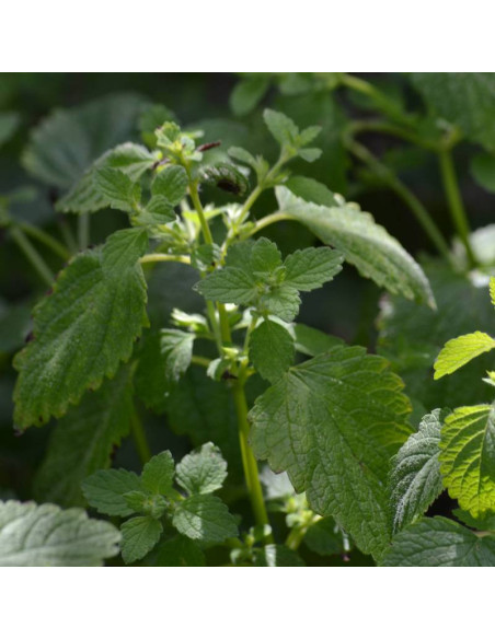 Melissa officinalis Melisa lekarska