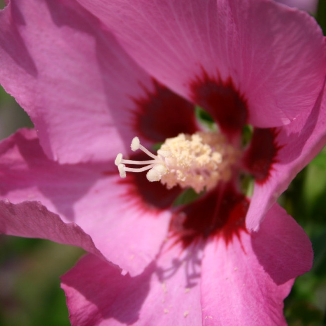 Hibiscus syriacus Ketmia syryjska Mauve Queen