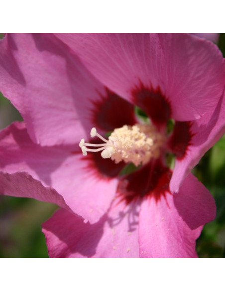 Hibiscus syriacus Ketmia syryjska Mauve Queen