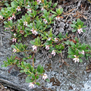 Radiant Arctostaphylos uva-ursi Mącznica lekarska
