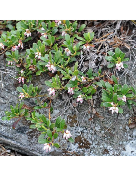 Radiant Arctostaphylos uva-ursi Mącznica lekarska