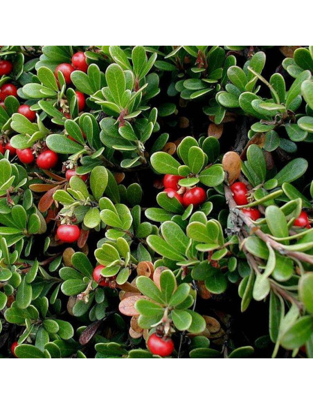 Mącznica lekarska Radiant Arctostaphylos uva-ursi