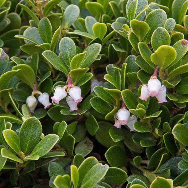Mącznica lekarska Arctostaphylos uva-ursi Radiant
