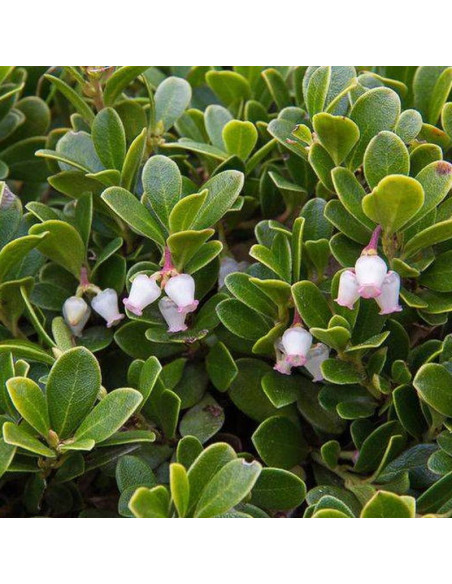 Mącznica lekarska Arctostaphylos uva-ursi Radiant