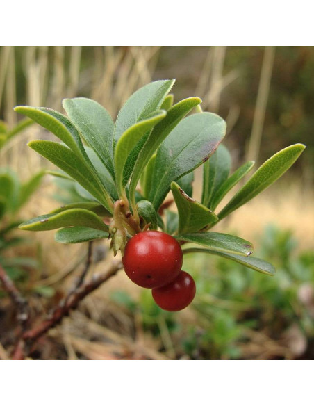 Mącznica lekarska Arctostaphylos uva-ursi