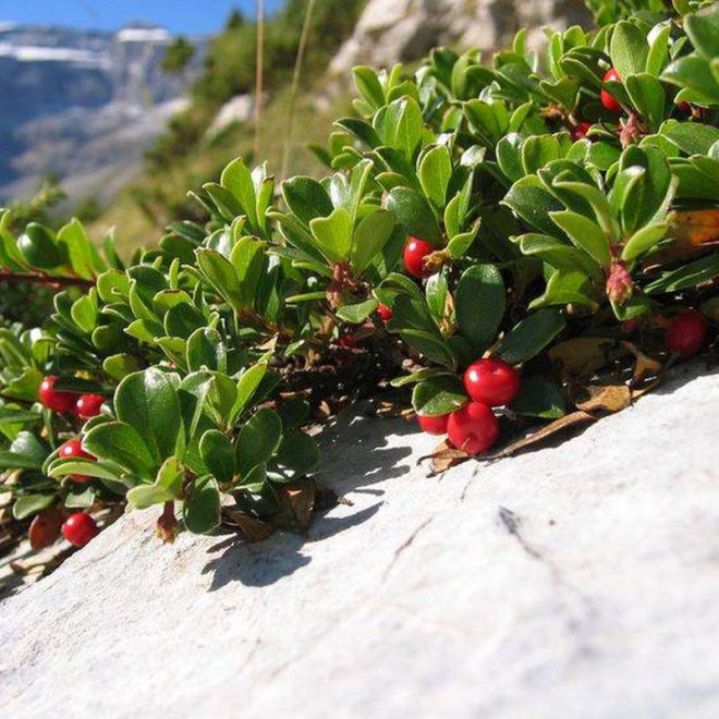 Arctostaphylos uva-ursi Mącznica lekarska