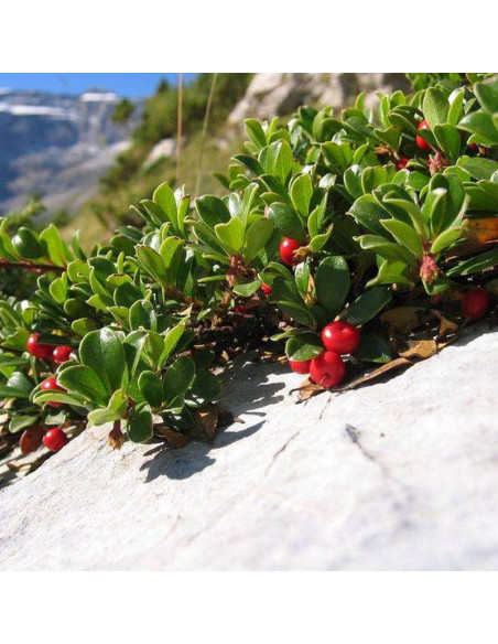 Arctostaphylos uva-ursi Mącznica lekarska