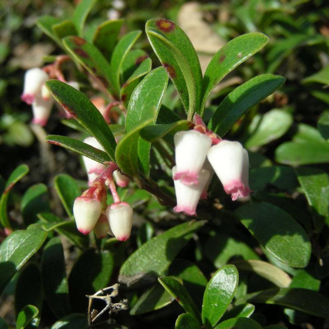 Mącznica lekarska uva-ursi Arctostaphylos