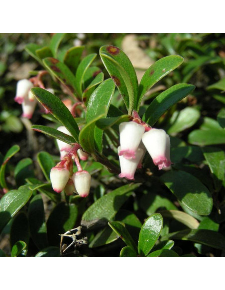 Mącznica lekarska uva-ursi Arctostaphylos
