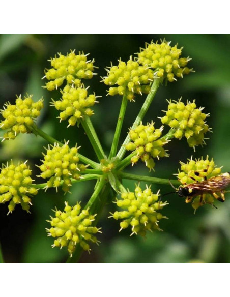 Lubczyk ogrodowy Levisticum officinale