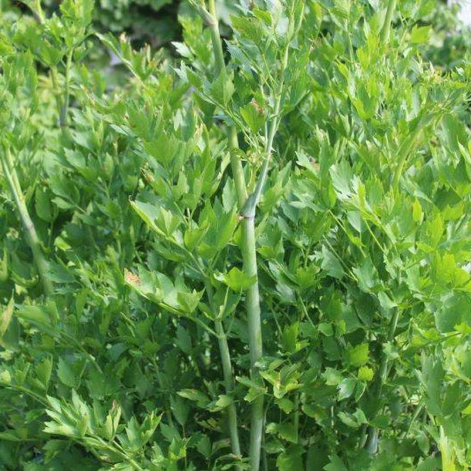 Levisticum officinale Lubczyk ogrodowy