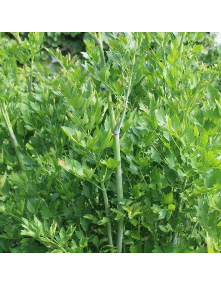 Levisticum officinale Lubczyk ogrodowy